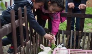 世界上最古老的鸭子