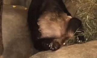 丫丫回国后首露面 丫丫回国后首露面