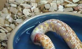 蛇的尾巴作用是什么作用 蛇的尾巴进入了我的