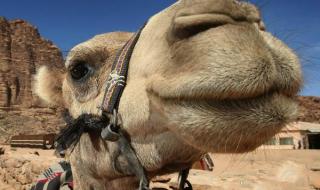 骆驼有几层眼睫毛?