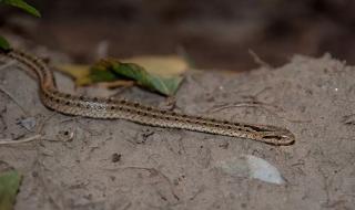 蛇会晒太阳吗 一窝蛇晒太阳成网红