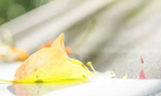 像梅花鹿长颈鹿的人性格特点 长颈鹿头像什么意思