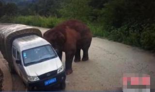 云南墨江野象伤人事件怎么办 西双版纳野象伤人