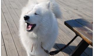 韩剧露露公主国语版